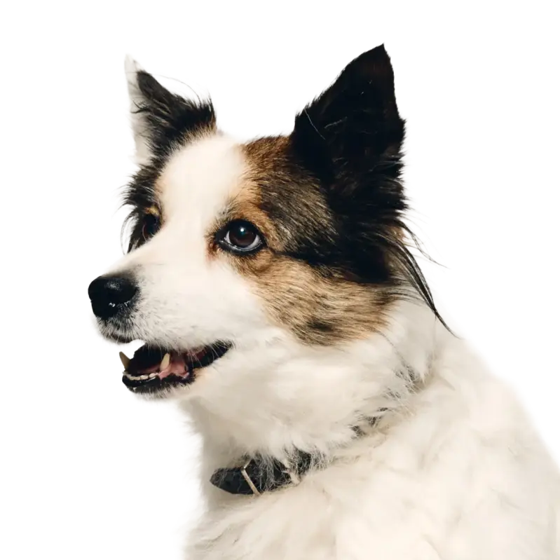 Portrait von Bürohund Gerti.
