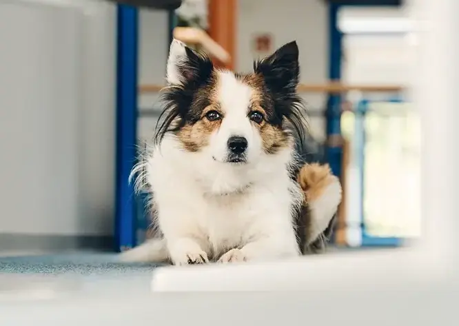 Bürohund auf dem Boden liegend.